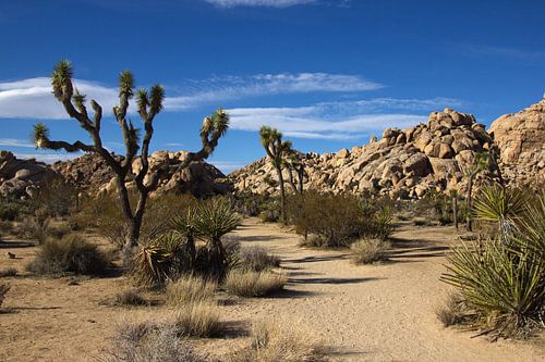 Joshua Tree National Park