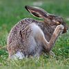 Feldhase mit juckendem Auge von Detlef Schöler Fotografie