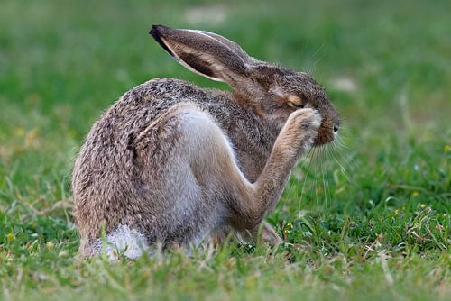 Hazen met jeukende ogen