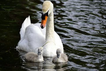 Moederzwaan met haar zwanenjongen van Rosenthal fotografie