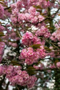 Printemps à Amsterdam | Tirage photo fleurs roses | Photographie de voyage Pays-Bas