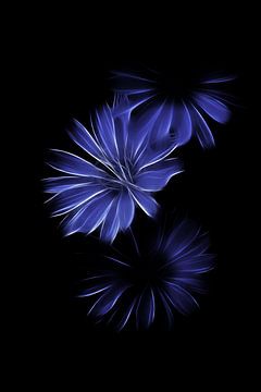 Chicory blue