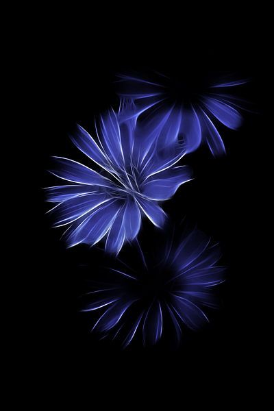 Chicory blue van Christophe Fruyt
