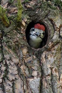 Buntspecht ( Dendrocopos major ), Jungvogel schaut vorwitzig aus seiner Nisthöhle