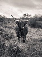 Scottish Highlander Black and White