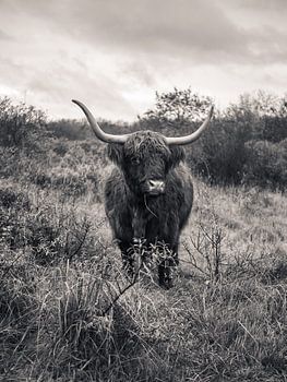 Le Highlander écossais en noir et blanc