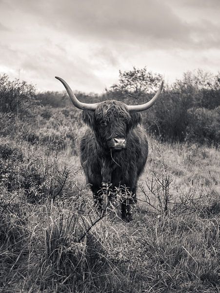 Le Highlander écossais en noir et blanc par Joren van den Bos