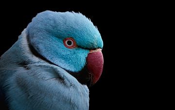 Blauer Halsbandsittich - Psittacula krameri von Thomas Marx