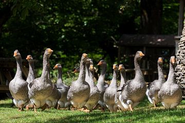 Groep ganzen lopend naar de camera van iPics Photography