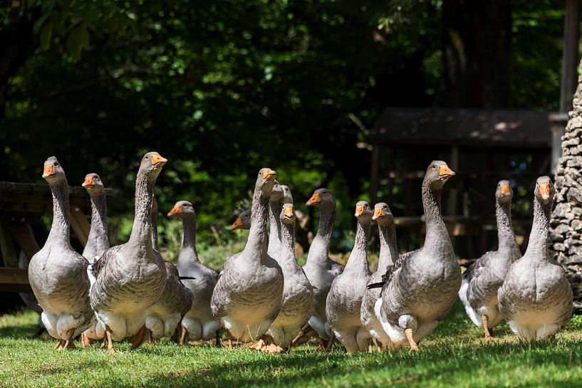 Eine Gruppe von Gänsen läuft auf die Kamera zu von iPics Photography