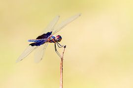 Rhyothemis semihyalina by Dennis van de Water