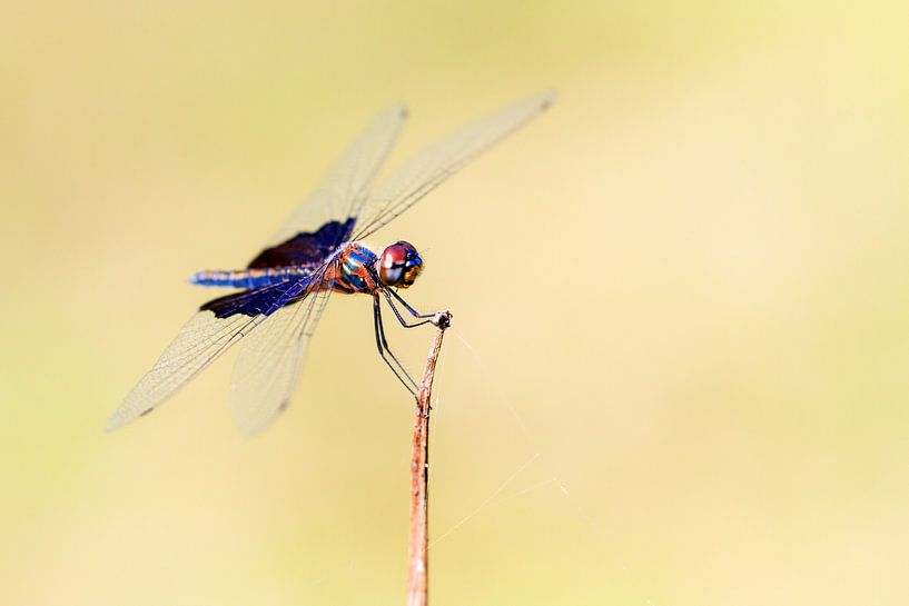 Rhyothemis semihyalina van Dennis van de Water