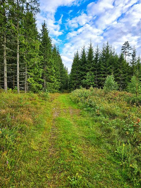 Weg mit Gras bedeckt, durch schwedische Landschaft in Smaland. von Martin Köbsch