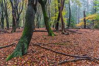 Herfst in het Speulderbos van Jeroen de Jongh thumbnail