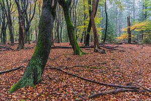 L'automne dans le Speulderbos