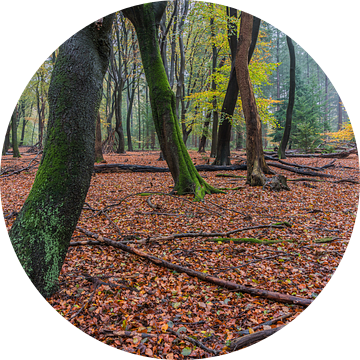 Herfst in het Speulderbos van Jeroen de Jongh