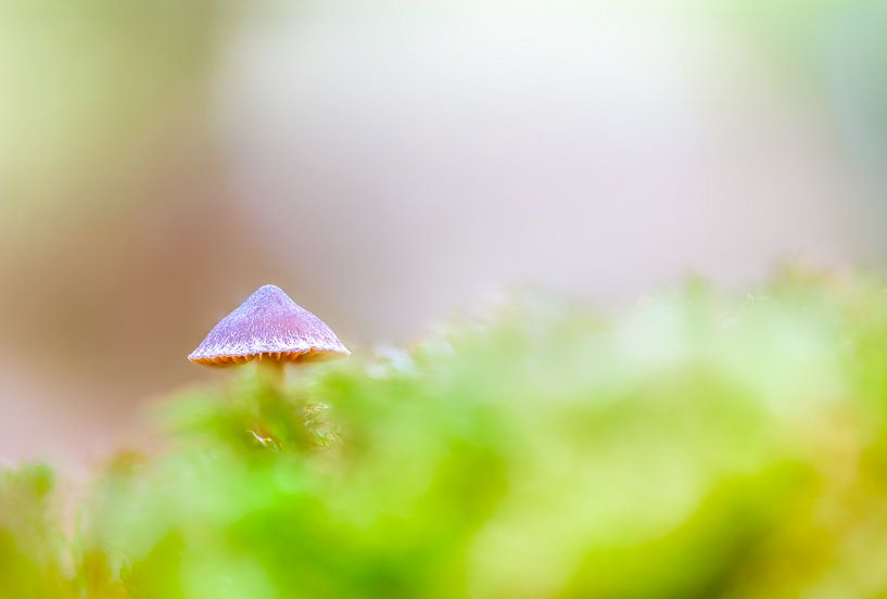 Pilz im Wald von Marcel Derweduwen