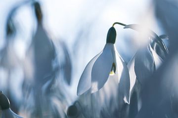 Sneeuwklokjes op een koele dag van Leny Silina Helmig