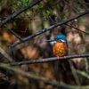 ijsvogel nederland, kingfisher netherlands van Corrine Ponsen