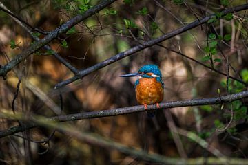 ijsvogel nederland, kingfisher netherlands van Corrine Ponsen