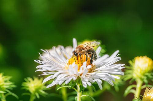 Macro d'une abeille sur une fleur d'aster