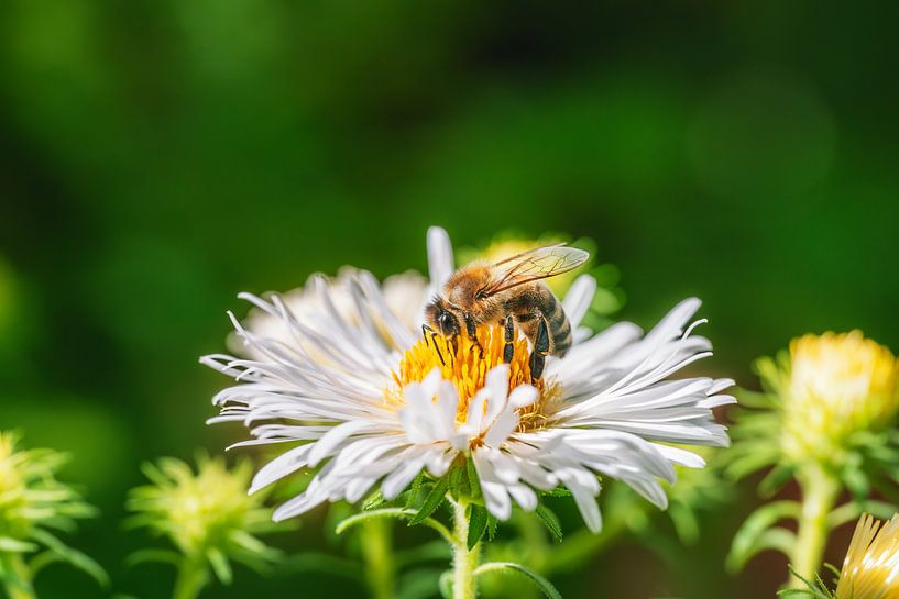 Macro d'une abeille sur une fleur d'aster par ManfredFotos