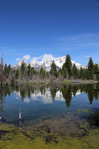 Schwabacher Landing by Lisa Poelstra