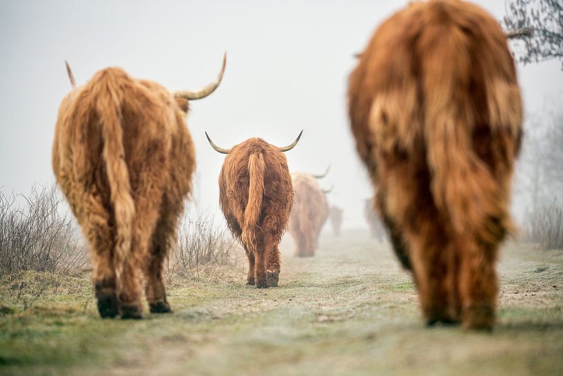 Highland cattle in morning fog by Frans Lemmens