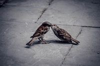 Bird Family