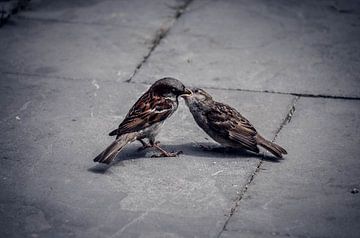 Vogelfamilie van Patrick Aniszewski