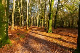 Automne dans la forêt sur Merijn Loch