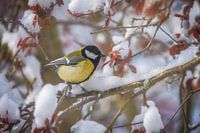 Koolmees op een besneeuwde boom