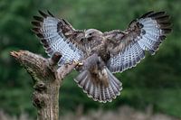 Bussard macht die Landung
