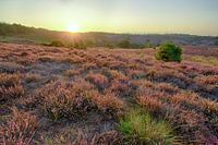 Zonsopkomst op de Posbank