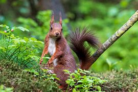 Squirrel by Merijn Loch