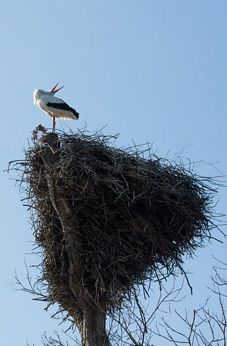 Ooievaar op het nest