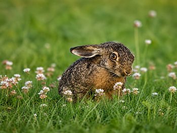 L'adorable petit lièvre parmi les fleurs
