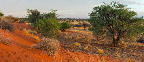 Panoramafoto van de Kalahari woestijn, Namibië
