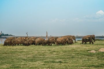 A group of elephants running wild in Sri Lanka by Art Shop West