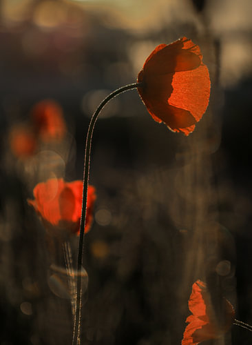 Mohnblumen im goldenen Morgenlicht