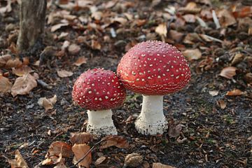 Fly agaric (young) von Daniëlle Woutersen