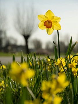 Printemps sur Arina Keijzer