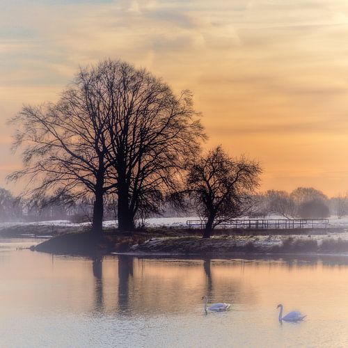 Schwäne in der Regge