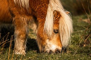 Shetlandpony van Jeroen Mikkers