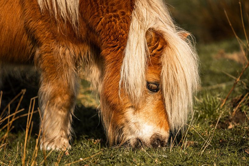 Shetlandpony von Jeroen Mikkers