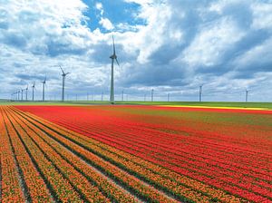 Tulpen auf landwirtschaftlichen Feldern mit Windrädern im Hintergrund