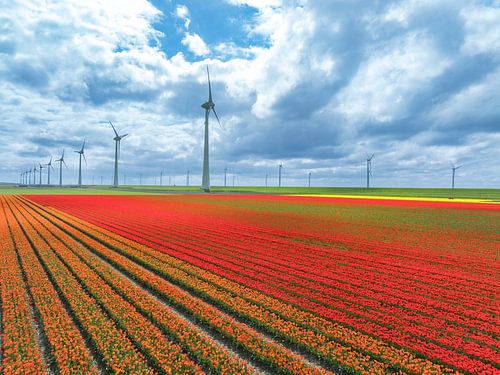 Tulpen in landbouwvelden met windturbines op de achtergrond
