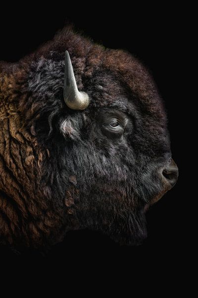 Portrait d'un dur bison par John van den Heuvel