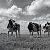 Vaches dans le polder sur Peter Bongers