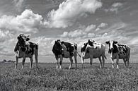 Kühe im Polder 02 von Peter Bongers Miniaturansicht